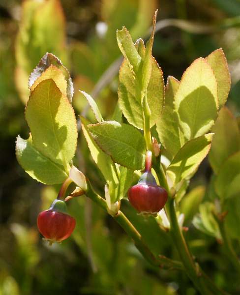Fotografie von Vaccinium myrtillus, Heidelbeere