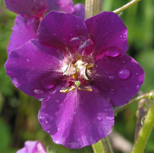 Fotografie von Verbascum phoeniceum, Violette Königskerze