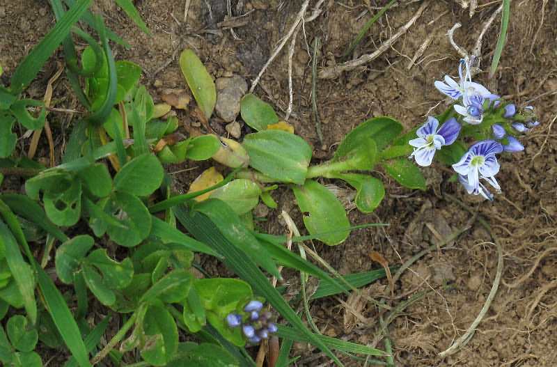 Fotografie von Veronica serpyllifolia ssp. humifusa, Niederliegender Quendelblättriger Ehrenpreis