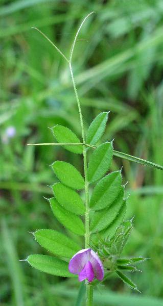 Fotografie von Vicia angustifolia, Schmalblättrige Wicke