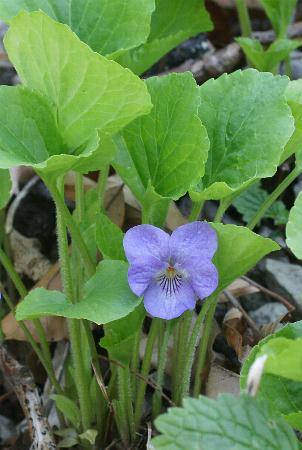 Fotografie von Viola mirabilis, Wunder-Veilchen