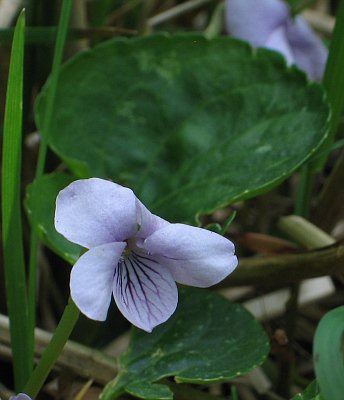 Fotografie von Viola palustris, Sumpf-Veilchen