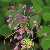 Foto von Allium carinatum, Gekielter Lauch, 30.7.2012, zwischen Düns und Montanast