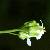 Foto von Arabis pauciflora, Armblütige Gänsekresse, 23.5.2008, Filsberg bei Berka/Wipper