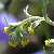 Foto von Artemisia umbelliformis, Echte Edelraute, 19.7.2005, Uferweg am Lago Bianco