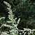 Foto von Artemisia vulgaris, Gemeiner Beifuß, 26.7.2002, bei Starkenburg oberhalb Traben-Trarbach