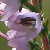Foto von Calluna vulgaris, Heidekraut, 16.8.2003, Seebuck