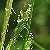 Foto von Carex sylvatica, Wald-Segge, 4.5.2003, Fasaneriewäldchen bei Dreieich-Philippseich