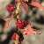 Foto von Chenopodium foliosum, Echter Erdbeerspinat, 17.7.2014, bei Punt Muragl