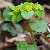 Foto von Chrysosplenium alternifolium, Wechselblättriges Milzkraut, 12.4.2003, zwischen Schlattstall und Großer Schröcke