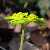 Foto von Chrysosplenium alternifolium, Wechselblättriges Milzkraut, 28.3.2015, Erdtal bei Strohweiler