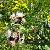 Foto von Cirsium heterophyllum × Cirsium spinosissimum, Kratzdistel-Hybride, 1.8.2013, am Helm bei Sexten
