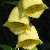 Foto von Digitalis grandiflora, Großblütiger Fingerhut, 22.7.2004, Val Lavinuoz, Unterengadin