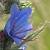 Foto von Echium vulgare, Blauer Natternkopf, 3.6.2002, Rundweg um Lange Lacke
