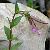 Foto von Epilobium alsinifolium, Mierenblättriges Weidenröschen, 22.7.2005, zwischen Gotschnaboden und Schwarzseealp