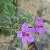 Foto von Erodium malacoides, Malvenblättriger Reiherschnabel, 8.4.2016, nördlich von Agia Varvara (Kreta)
