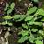 Foto von Euphorbia carniolica, Krainer Wolfsmilch, 18.6.2008, Ledrotal