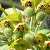 Foto von Euphorbia characias, Palisaden-Wolfsmilch, 6.4.2016, Jouchtas (Kreta)