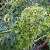 Foto von Euphorbia characias, Palisaden-Wolfsmilch, 8.4.2016, nördlich von Agia Varvara (Kreta)