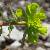 Foto von Euphorbia nicaeensis, Nizza-Wolfsmilch, 25.5.2012, Sonnenweg bei Limone sul Garda