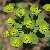 Foto von Euphorbia seguieriana, Steppen-Wolfsmilch, 17.5.2004, Raum Darmstadt