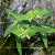 Foto von Euphorbia variabilis, Veränderliche Wolfsmilch, 18.6.2008, Ledrotal