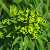 Foto von Euphorbia esula agg., Esels-Wolfsmilch, 6.5.2016, bei Volkach-Astheim