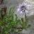 Foto von Globularia cordifolia, Herzblättrige Kugelblume, 1.6.2012, zwischen Campione del Garda und Pregasio