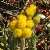Foto von Helichrysum stoechas ssp. barrelieri, Mittelmeer-Strohblume, 6.4.2016, Knossos (Kreta)