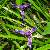 Foto von Iris graminea, Gras-Schwertlilie, 22.6.2016, zwischen Radniger Alm und Radnig