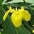 Foto von Iris pseudacorus, Wasser-Schwertlilie, 25.5.2015, bei Dreieich