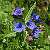 Foto von Lithospermum purpurocaeruleum, Blauroter Steinsame, 28.4.2004, westlich von Breitenbrunn, Burgenland