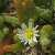 Foto von Mesembryanthemum nodiflorum, Knotige Mittagsblume, 8.4.2016, bei Matala (Kreta)