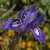 Foto von Moraea sisyrinchium, Mittags-Schwertlilie, 6.4.2016, Jouchtas (Kreta)