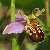 Foto von Ophrys apifera, Bienen-Ragwurz, 12.6.2004, Liliental