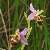 Foto von Ophrys heldreichii, Heldreichs Ragwurz, 10.4.2016, nahe Ausgrabungsstätte Sklavokambos (Kreta)