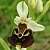 Foto von Ophrys holosericea, Hummel-Ragwurz, 20.5.2002, oberhalb von Neuffen