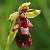 Foto von Ophrys insectifera, Fliegen-Ragwurz, 17.6.2003, nahe Mühlhausen im Täle