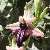 Foto von Ophrys mammosa, Busen-Ragwurz, 6.4.2016, Jouchtas (Kreta)