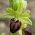 Foto von Ophrys sphegodes, Spinnen-Ragwurz, 28.3.2011, bei Manerba del Garda