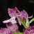 Foto von Orchis purpurea × Orchis militaris(?), Knabenkraut-Hybride, 5.6.2004, Wispertal