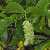 Foto von Ostrya carpinifolia, Gemeine Hopfenbuche, 20.5.2012, Monte Brione