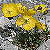 Foto von Papaver alpinum ssp. rhaeticum, Gelber Alpen-Mohn, 7.6.2003, Val Plavna