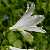 Foto von Paradisea liliastrum, Weiße Trichterlilie, 2.7.2009, zwischen Jungen und Wolftole