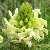 Foto von Pedicularis comosa, Schopfiges Läusekraut, 5.6.2014, Monte Baldo
