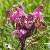 Foto von Pedicularis rosea, Rosarotes Läusekraut, 23.6.2016, Dobratsch (Kärnten)