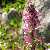 Foto von Pedicularis rostratospicata ssp. helvetica, Schweizer Ähren-Läusekraut, 17.7.2014, am Weg Muottas Muragl - Unterer Schafberg