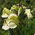 Foto von Pedicularis tuberosa, Knolliges Läusekraut, 10.6.2003, zwischen S-charl und Alp Astras