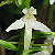Foto von Platanthera bifolia, Weiße Waldhyazinthe, 7.6.2003, zwischen Büvetta Tarasp und Scuol