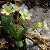 Foto von Primula vulgaris, Stengellose Schlüsselblume, 31.3.2011, Monte Baldo